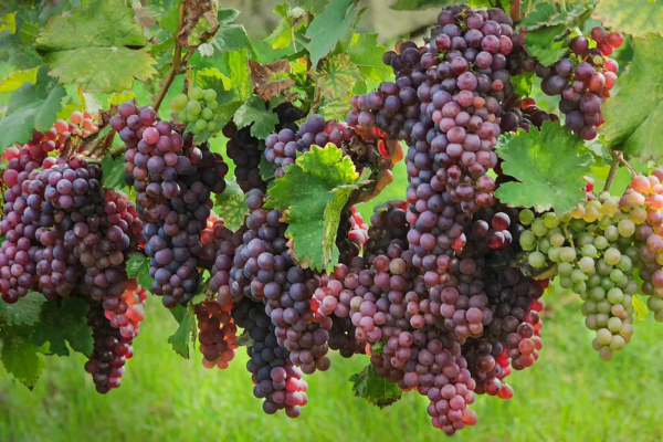 LE IGA E  L’ AMORE TRA UVA E BIRRA ARTIGIANALE!